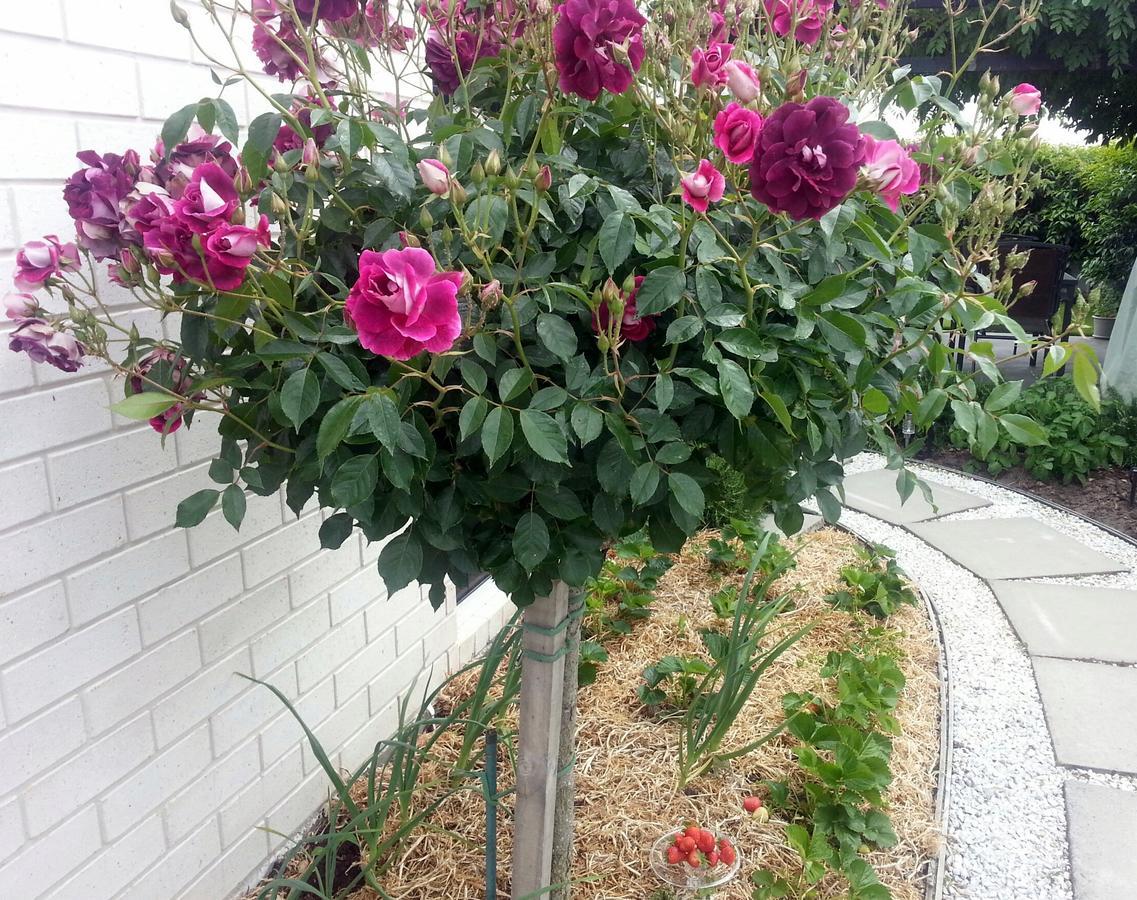Courtenay B & B Kaiapoi Ngoại thất bức ảnh